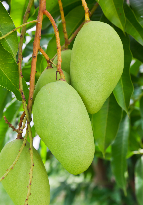 A Green mango tree